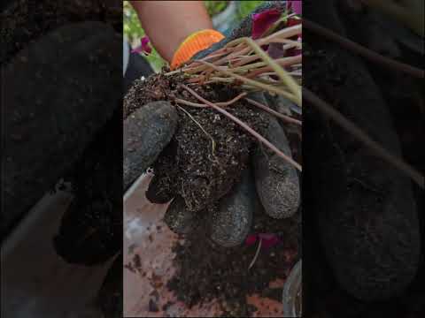 عمرك شوفت نبات شبه الفراشة بظبط 😍زراعة نبات الفراشة ( الكساليس) 💜💜 #زراعة_الأسطح #اشجار #plants