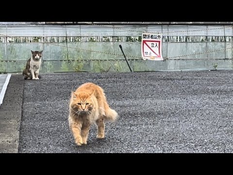 早朝から喧嘩売る猫とこっちに気付いて避難してくる猫