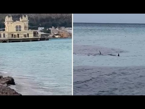 Squali davanti alla spiaggia di Mondello? Le pinne potrebbero anche appartenere a dei pesci spada