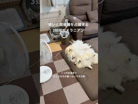 暑いと扇風機を占領してしまう3姉妹ポメラニアン