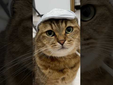 猫の動画サムネイル - 今すぐ全猫たちに被ってもらいたい猫用のヘンテコ帽子が可愛すぎる件　#shorts