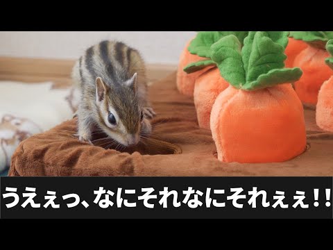 おもちゃの穴を見つけたリスが取った行動がヤバすぎた