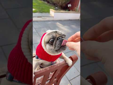 Pugs are TOO Cute! 🥰 #pugs #cuteanimal #cutedog