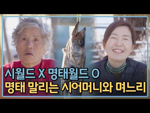 시월드 X 명태월드 O! 명태를 말리는 시어머니와 며느리 /  / 로컬라이프혁신가