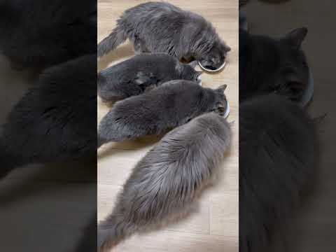 2025年12月6日　みんなでごはん🍚 #bgm #catsvideo #cat #猫のいる生活
