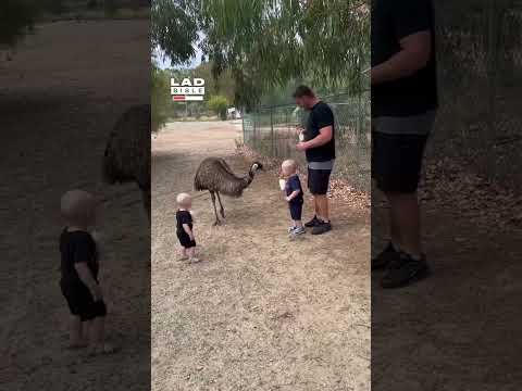 My son wanted to feed the emus... 🤦🤣 (🎥: ViralHog)