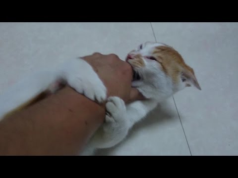 Cat Videos a new cat at home - UCsFctXdFnbeoKpLefdEloEQ