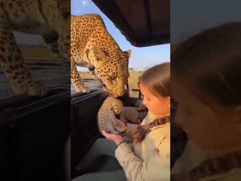 Leopard gives its cub to a girl #wildlife #safari #cute