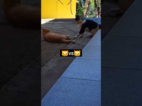 imong vs oyen #kucingviral #cat #viralcats #funny