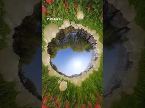 Insta360 X5で切り取った花畑🌸
