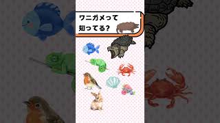 ワニガメって知ってる？#都音ゆずたみ #shorts #vtuber