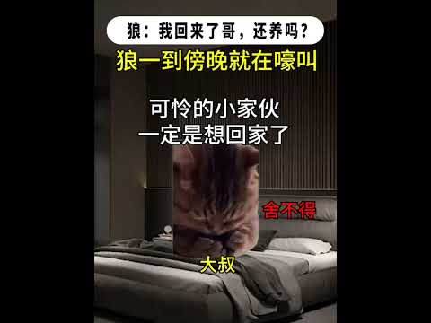 猫の動画サムネイル - 哥，新年好！是我啊，记得不？还养吗#有趣 #猫meme #猫meme剧场 #猫meme小剧场 #内容过于真实  #故事 #貓 #猫猫meme小剧场 #喵不可言