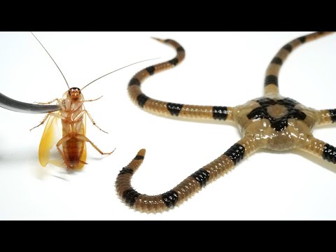 ヤバい生物にゴキブリをあげると…