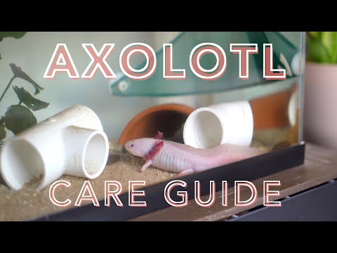 AXOLOTL CARE GUIDE (how to care for an axolotl for Want to know how to care for an axolotl? This is my axolotl care guide going into detail about housi