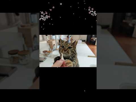 ささみが大好物のちくわとりんちゃん