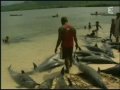 video Dolphin Massacre in...