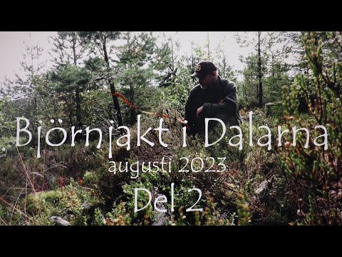 Björnjakt i Dalarna 2023 Del 2 - Gångstånd och eftersök