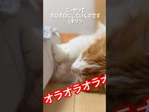 猫の動画サムネイル - ボロボロにする方法#マンチカン短足 #なんちゃん