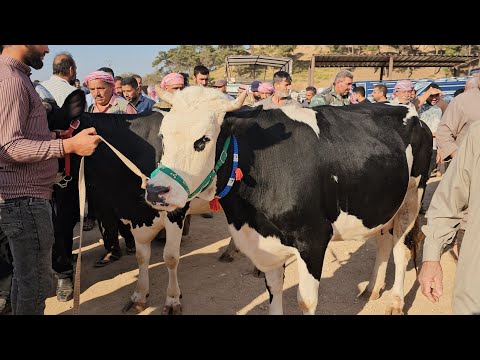 سوق البقر في بشمارون بقرات حطيط سعر (٣٠٠٠$)حركة السوق بتاريخ 9/27لتواصل 0997192642