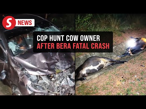 Police probe negligence after cow-linked fatal accident in Bera