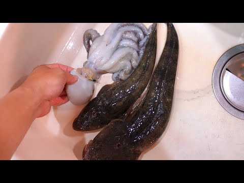 マダコを初めて釣った!下処理して捌いて生のまま刺身で食べてみた!