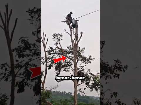 Rahasia Kaya dari Langit: Mancing Burung Walet! #shorts