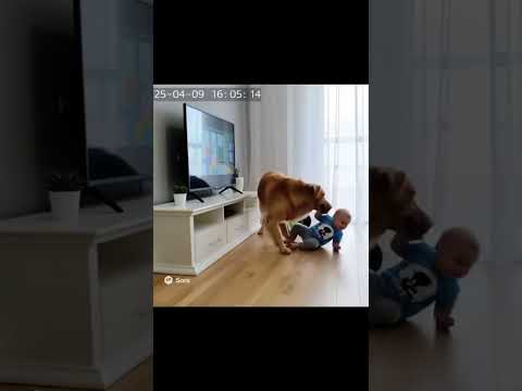 Dog protect baby #dog #baby #save #cani #bambini #safe