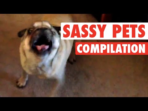 "World's Funniest" Sassy Pets (Funny Compilation!) - UCPIvT-zcQl2H0vabdXJGcpg