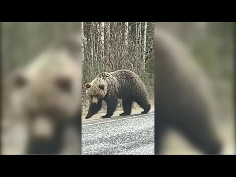Медведь, который ел бананы, теперь ждёт лакомства прямо на дороге