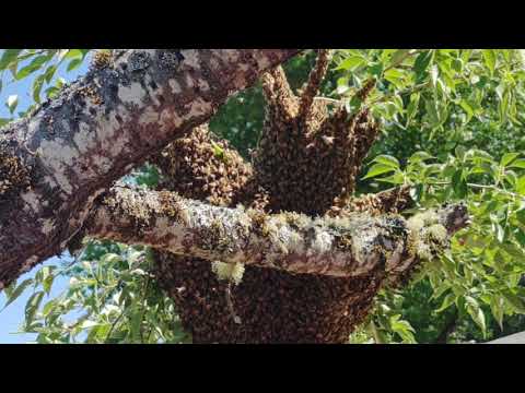 busy bees I was out working in the yard no paying much mind. when I looked up in the tree and saw them. we cal