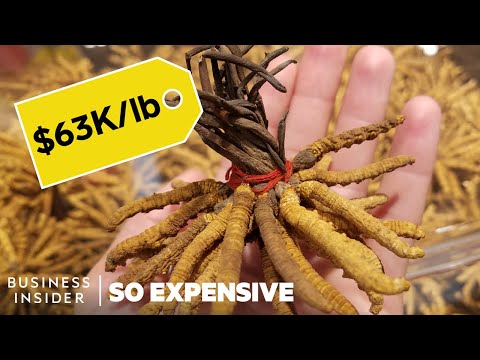 Why Caterpillar Fungus Is So Expensive | So Expensive - UCcyq283he07B7_KUX07mmtA