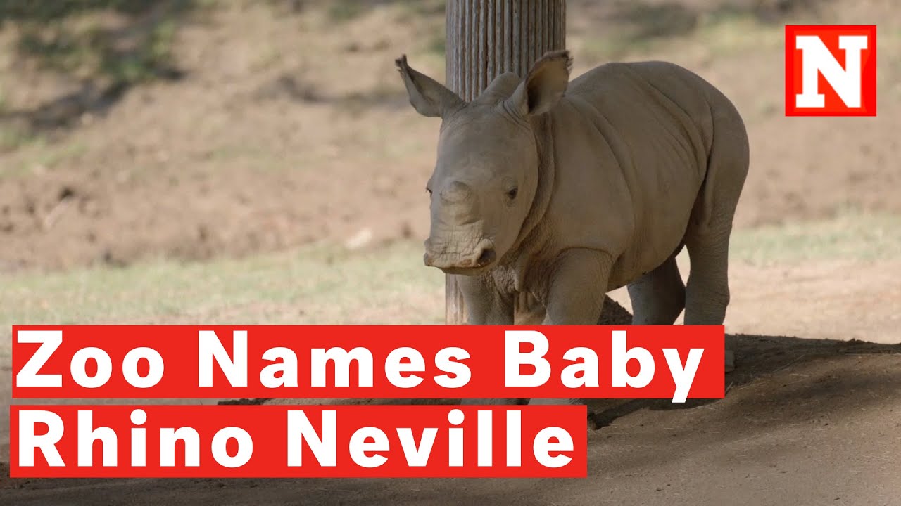 San Diego Zoo Safari Park Names Its Adorable 6-Week-Old Rhino Neville