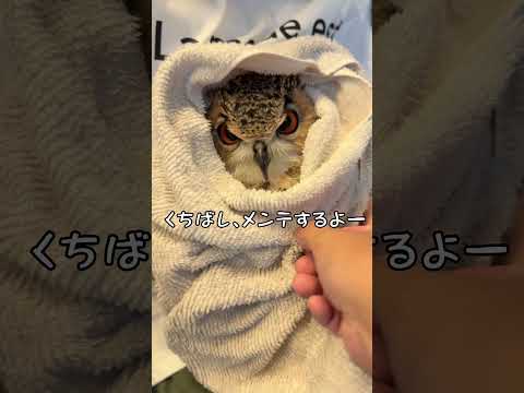 くちばしと爪のメンテナンスがんばったよ #フクロウ #ガルー #ベンガルワシミミズク  #owl #birds