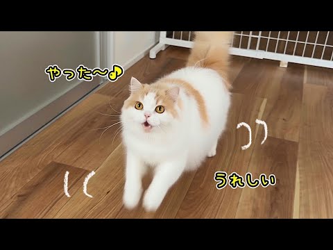 スキップしちゃうほど大喜びな猫がかわいすぎました！