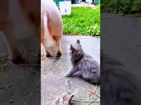 Cat with ocd... #cat #funnycats #catvideos #animals #cute #animalshorts