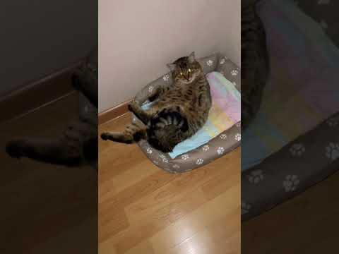 Идеальный день. #самый #лучший #день #кот #кошка