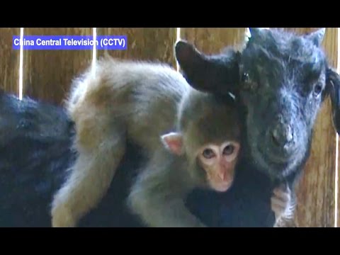 Baby Monkey is Best Friends with Goat
