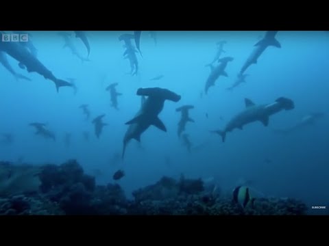 Gatherings of Hammerhead sharks in Costa Rica - BBC Earth - UCwmZiChSryoWQCZMIQezgTg