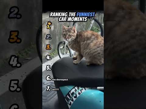 Ranking Funniest Cat Moments Part 14 #shorts #catshort #catrank #ranking