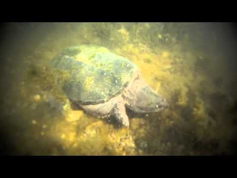 Ugly turtle in Lady Bird lake by Downtown Austin, TX - UCTs-d2DgyuJVRICivxe2Ktg