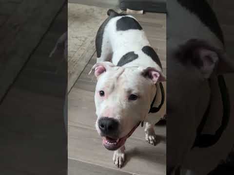 60seconds of a pitbull being insufferable! #pitbulldog #rescuedog