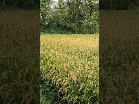 Farming reel 🌾#truedialogue #kisanstatus #farmingstatus #shorts #farmlife #farming #shortvideo #2025