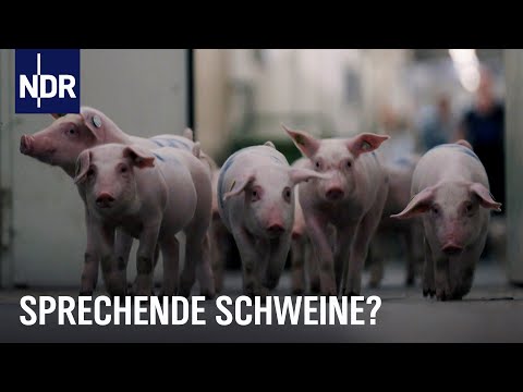 Jetzt reden Schweine: So geht es ihnen in unterschiedlichen Haltungsformen | NDR Doku