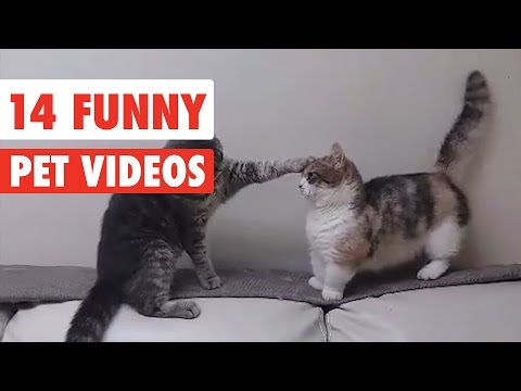 14 Funny Pets | Awesome Pet Videos Compilation 2017 - UCPIvT-zcQl2H0vabdXJGcpg