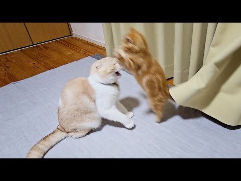 子猫と先住猫を解放してたら突然...