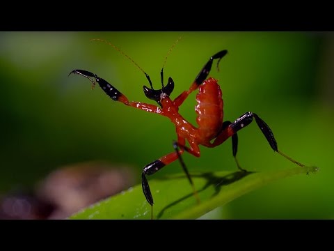 Kung Fu Mantis Vs Jumping Spider - Life Story - BBC - UCwmZiChSryoWQCZMIQezgTg