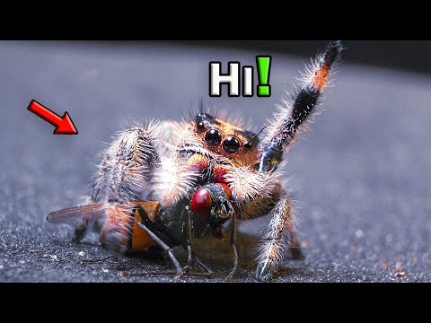 JUMPING SPIDER – EPIC EXPERIMENT on its AMAZING INTELLIGENCE and UNIQUE BEHAVIOR