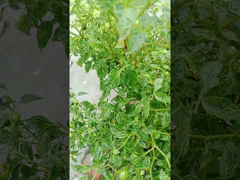 जितना सुंदर मिर्ची है उतना ही तीखा होता है।##