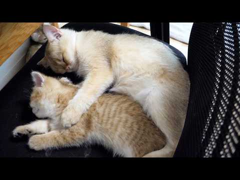 Cute kitten sleeping comfortably while being hugged...