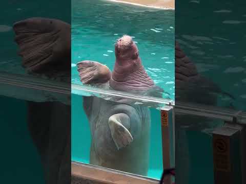 Here’s the old Madam Walrus. Slurping her snacks. #lol #slowpoke #beautiful #seaworld